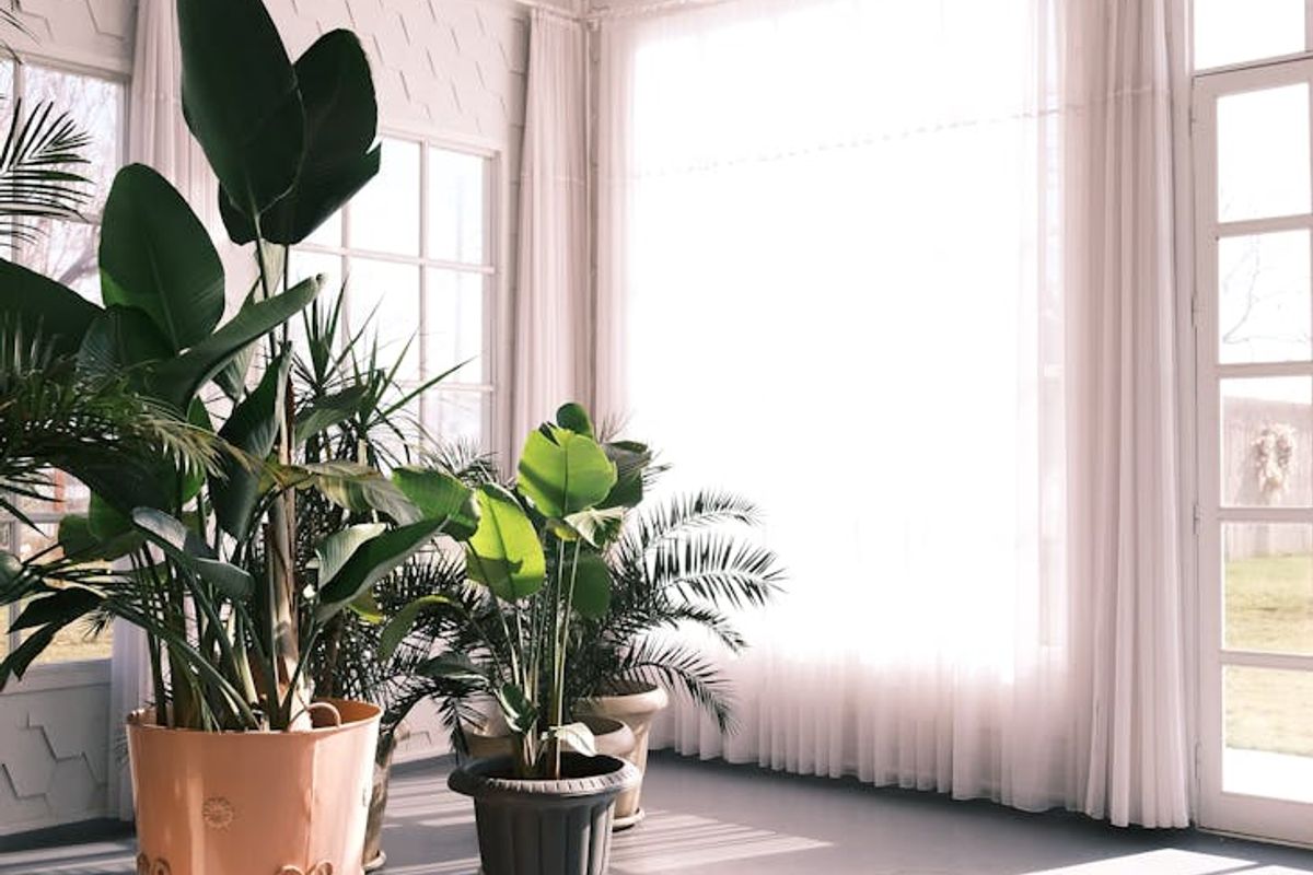 Minimalist bright room with large window and green plants.